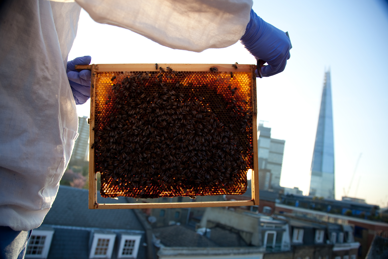 Honey london. A Hive of activity.