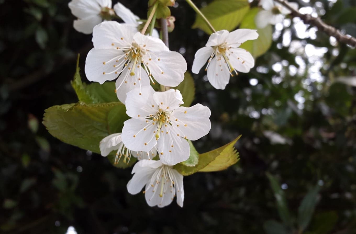 White cherry deals blossom