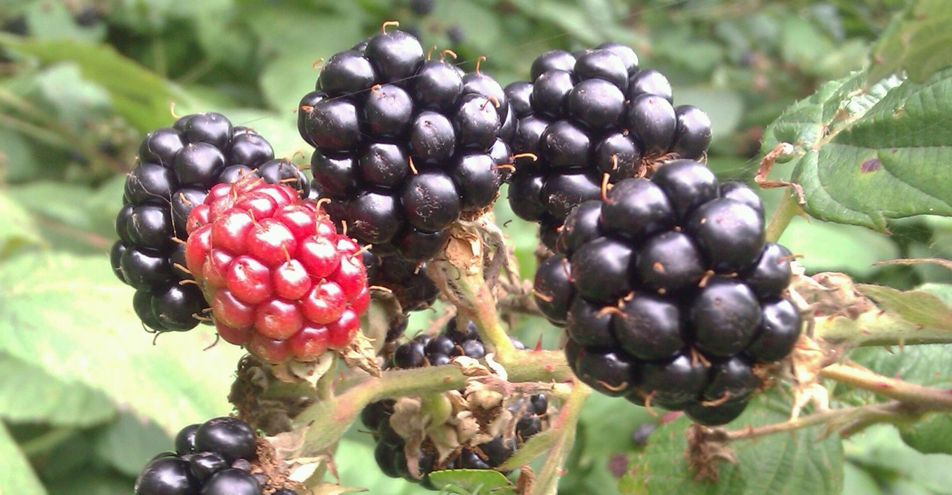 Foraging for Brambleberries • Insteading