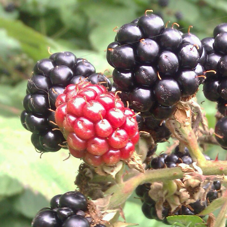 Bartenders' guide to foraging: Blackberries image