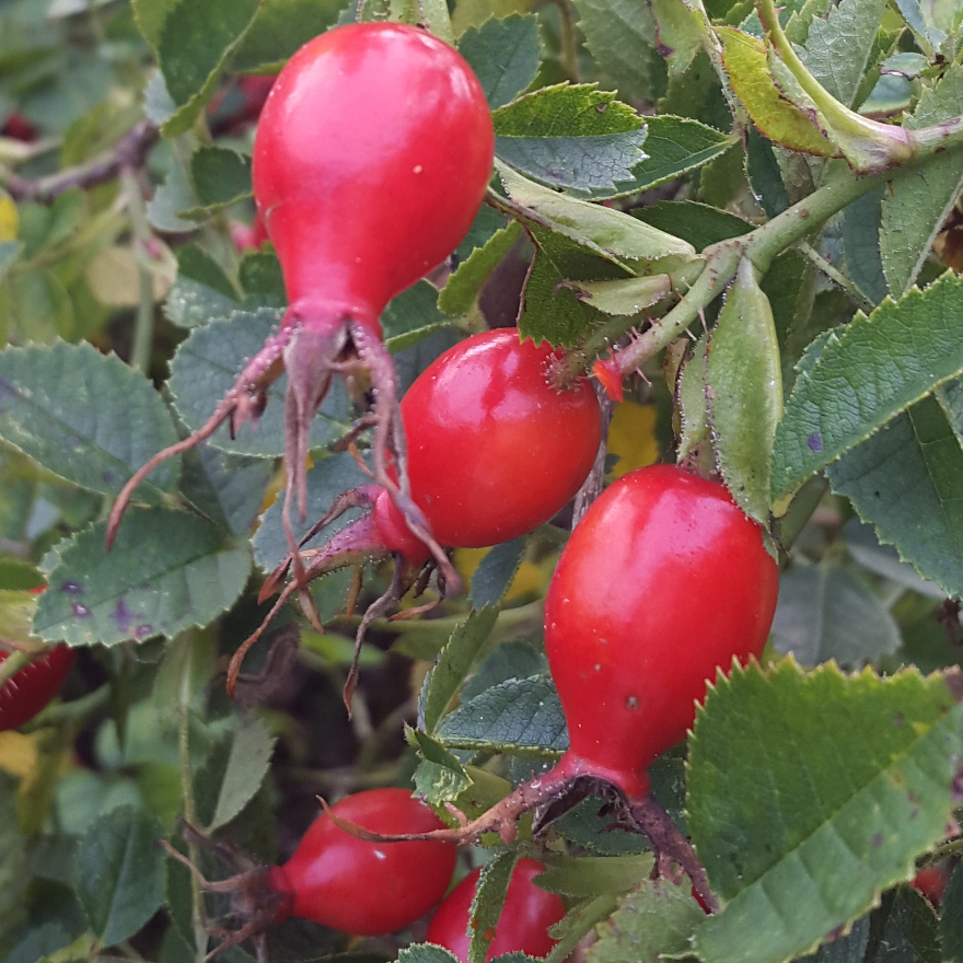 Bartenders' guide to foraging: Rose hips image