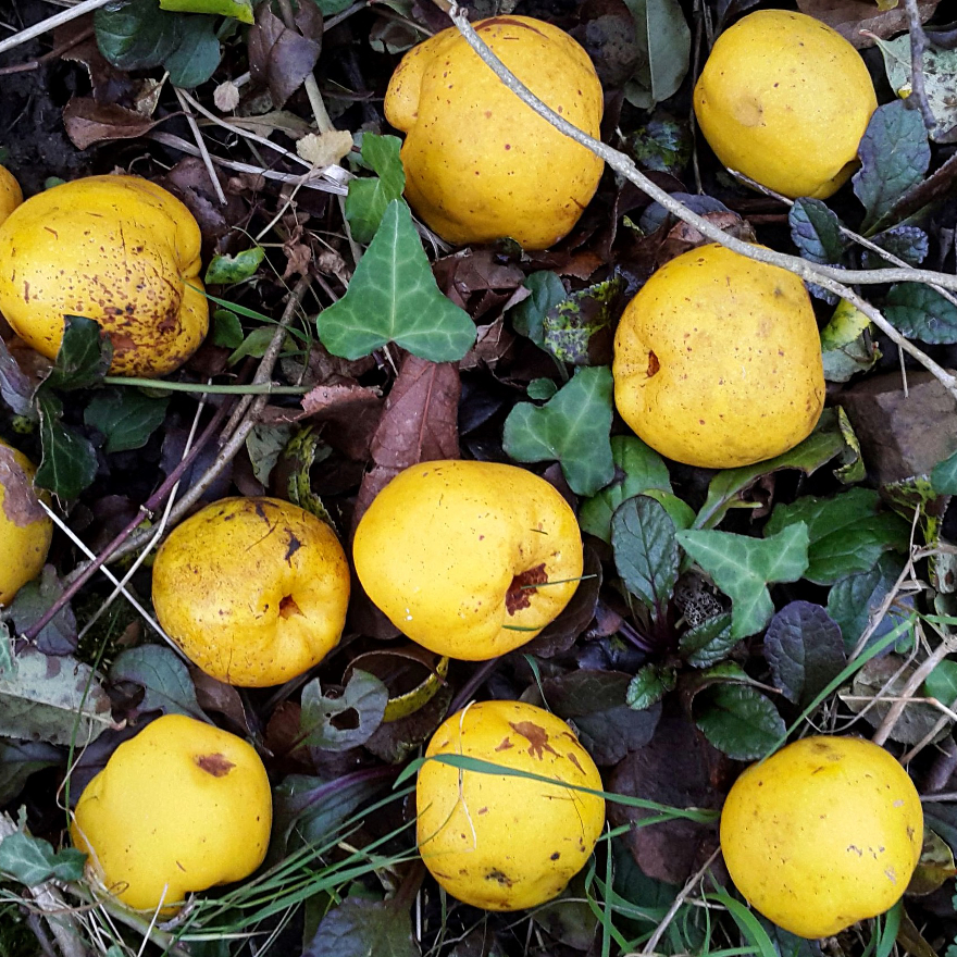 Bartenders' guide to foraging: Flowering quince image