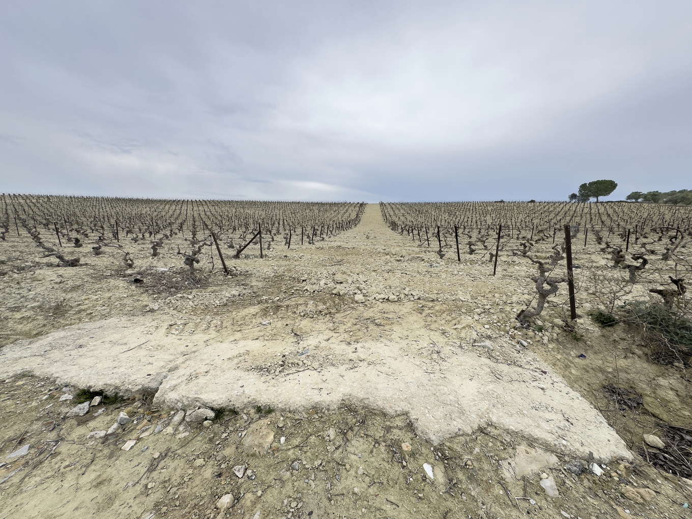 The Sherry region image 1