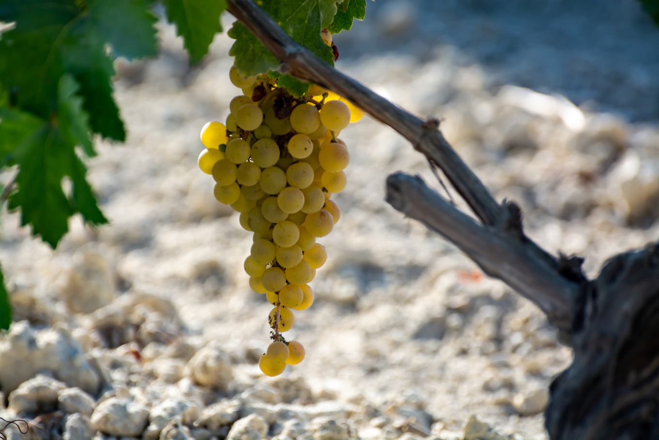 The grape varieties used to make Sherry image 1