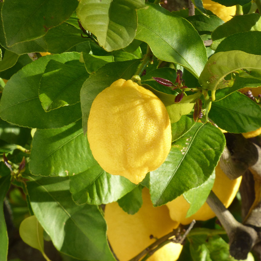 International Limoncello Day image