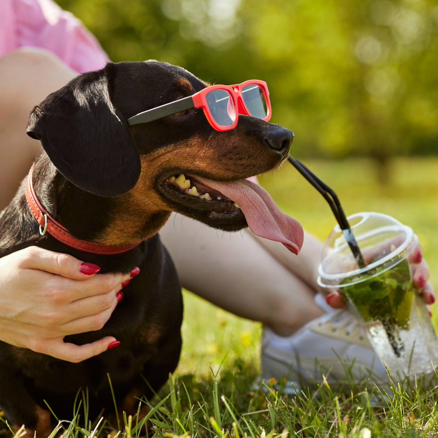 International Dog Day Image