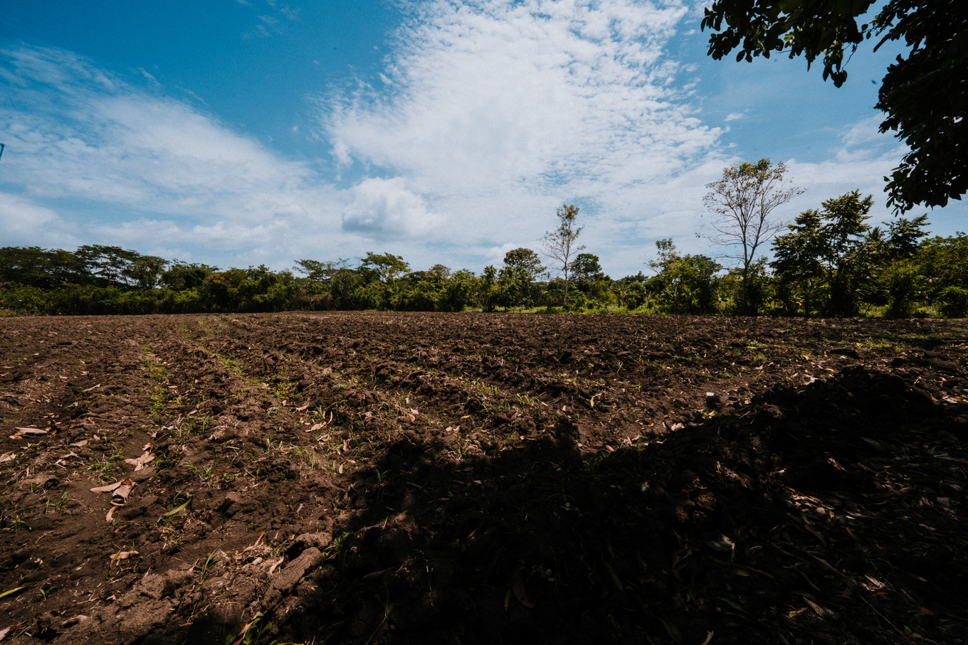 From the farm to Alquímico image 1